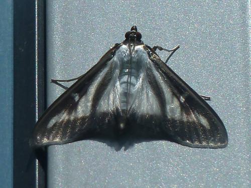 Réf. 121 918 : Cydalima perspectalis