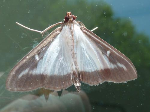 Cydalima perspectalis