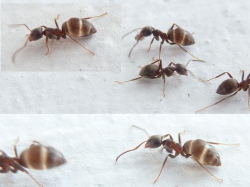 Lasius sp.