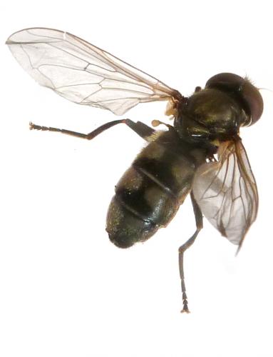 Portevinia maculata