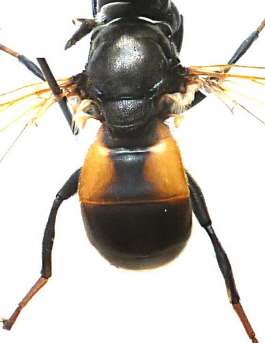Myolepta sp.