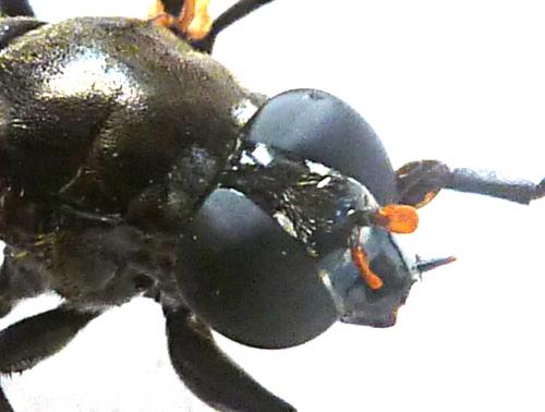 Myolepta sp.