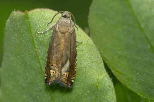 Réf. 121 189 : Grapholita nebritana