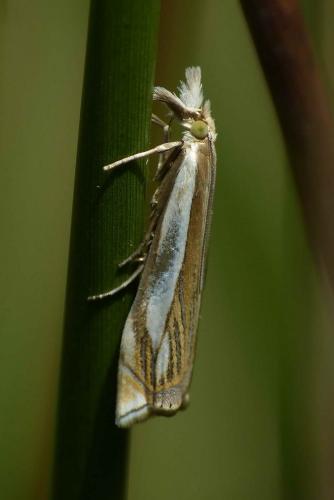 Réf. 121 191 : Crambus pascuella