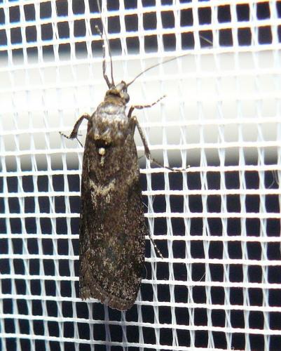 Matilella fusca