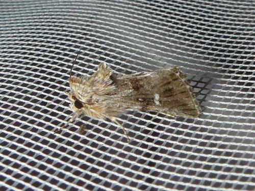 Calophasia lunula
