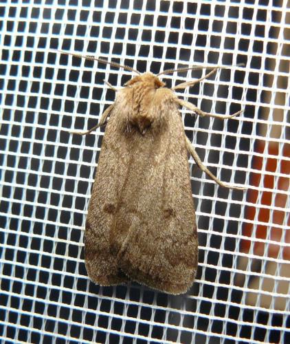 Réf. 121 187 : Athetis pallustris