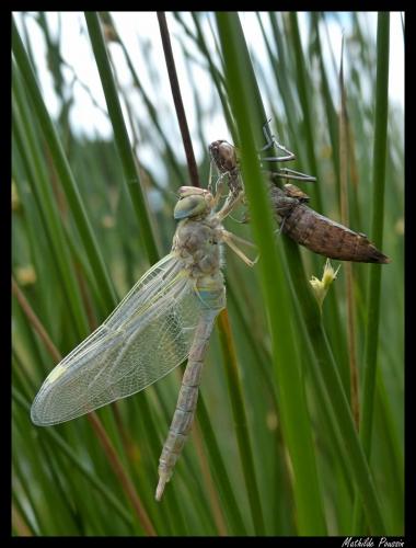 Anax parthenope
