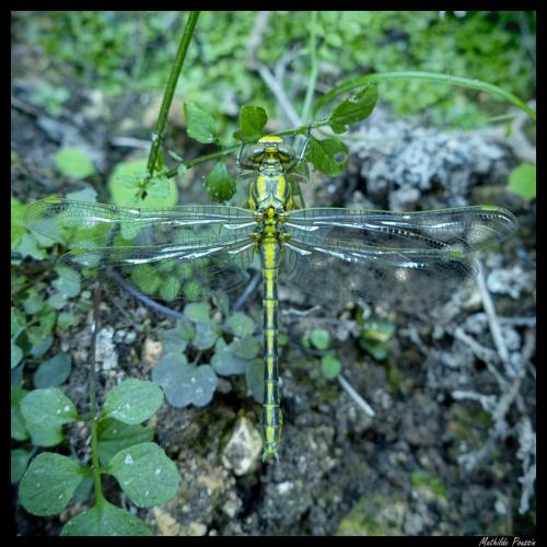Réf. 121 159 : Gomphus simillimus