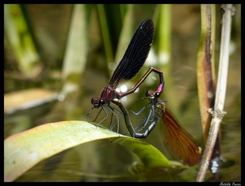 Calopteryx haemorrhoidalis