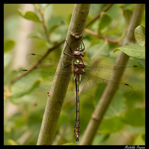 Oxygastra curtisii