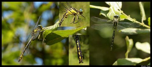 Réf. 121 629 : Gomphus graslinii