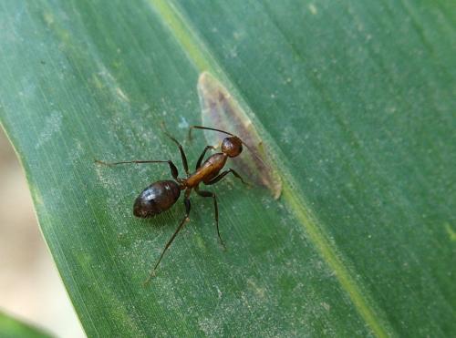 Réf. 121 321 : Camponotus sp.