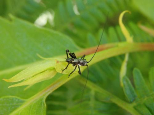 Réf. 121 335 : Tettigoniinae inconnu