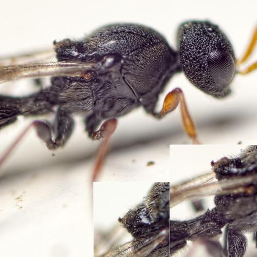 Réf. 121 220 : Isocybus sp.