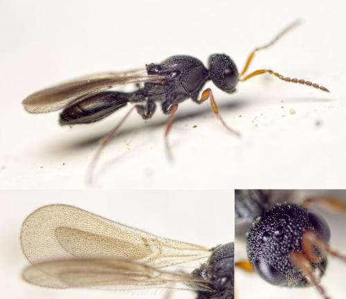 Réf. 121 001 : Isocybus sp.