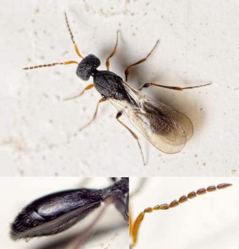 Isocybus sp.