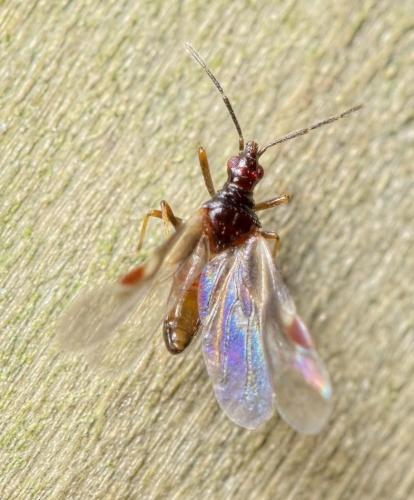 Réf. 121 272 : Loricula elegantula