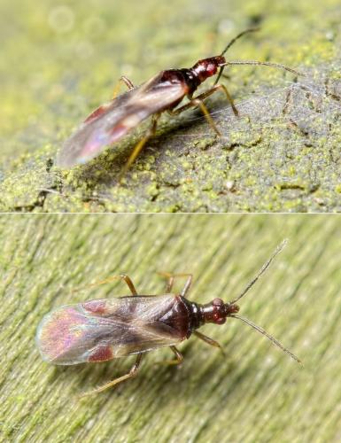 Réf. 121 271 : Loricula elegantula
