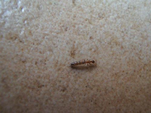 Réf. 121 180 : Sclerodermus sp.
