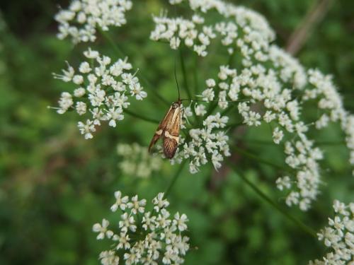 Nemophora degeerella