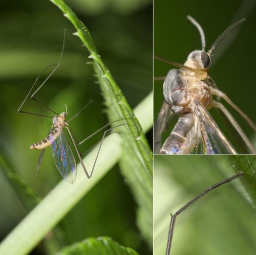 Liponeura sp.