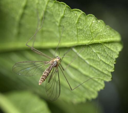 Liponeura sp.