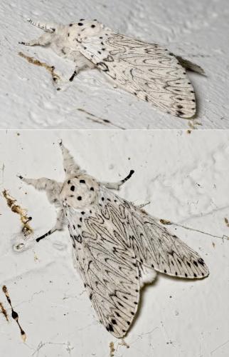 Cerura erminea