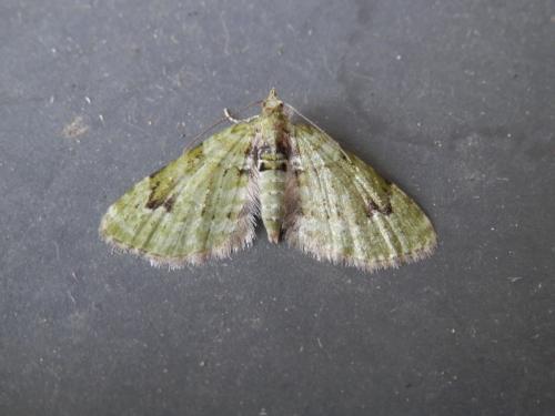 Réf. 121 750 : Chloroclystis v-ata