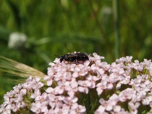 Réf. 121 955 : Hylaeus nigritus