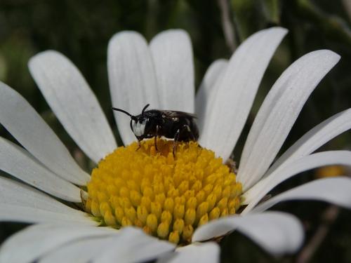 Réf. 121 956 : Hylaeus nigritus
