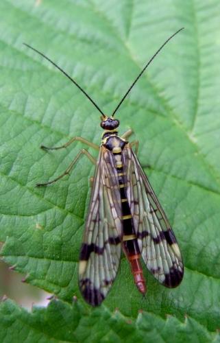 Panorpa communis
