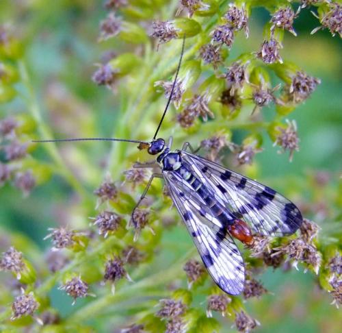 Panorpa vulgaris
