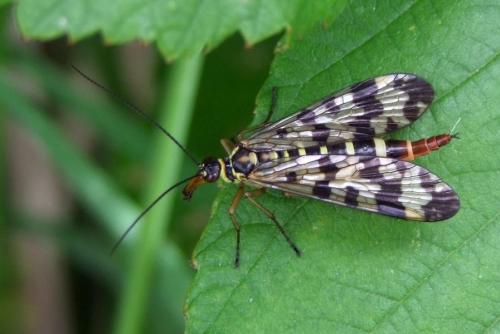 Panorpa vulgaris