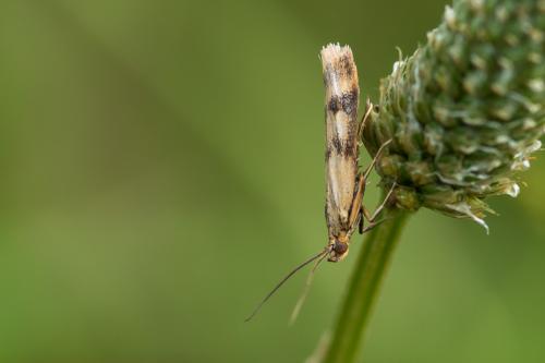 Homoeosoma sinuella