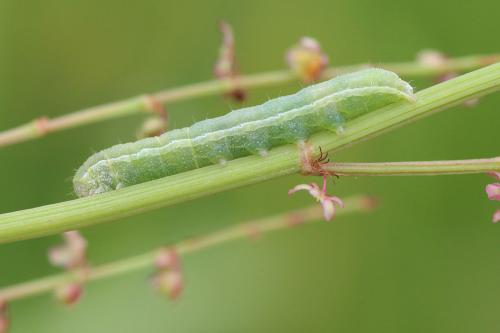 Agrochola lychnidis