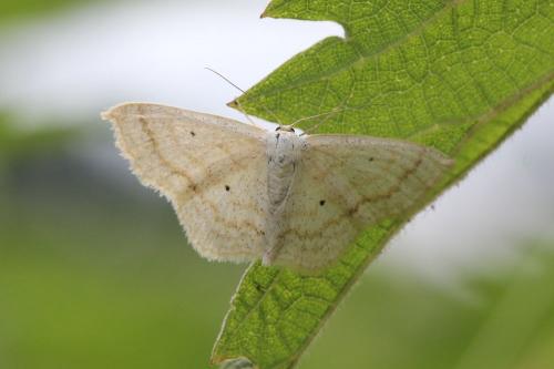 Réf. 121 079 : Scopula immutata