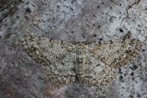Réf. 121 078 : Hypomecis punctinalis