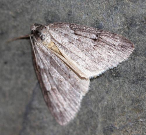 Pachycnemia hippocastanaria