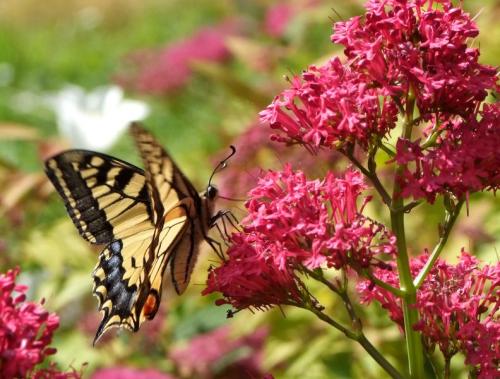 Papilio machaon