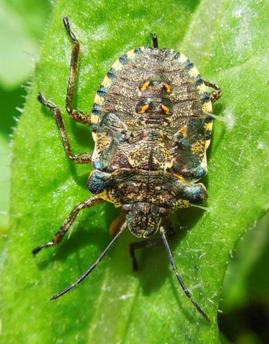 Réf. 121 132 : Pentatoma rufipes