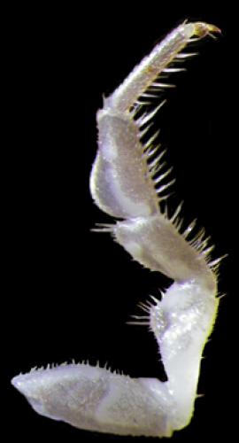 Réf. 121 244 : Trachelipus ratzeburgii
