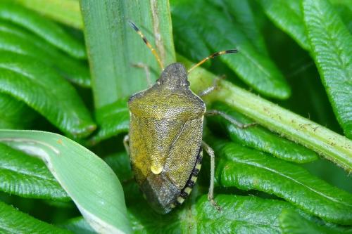 Peribalus strictus vernalis