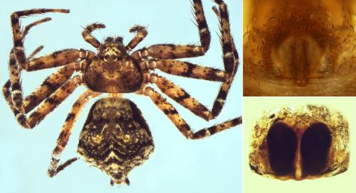 Réf. 121 991 : Philodromus pinetorum