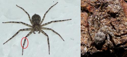 Réf. 121 497 : Philodromus laricium