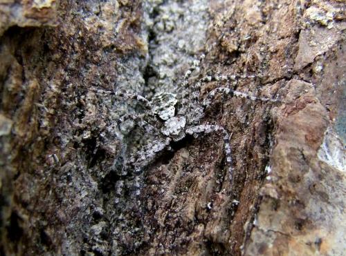 Philodromus pinetorum