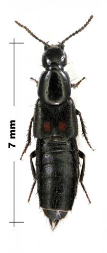 Réf. 121 341 : Philonthus cruentatus