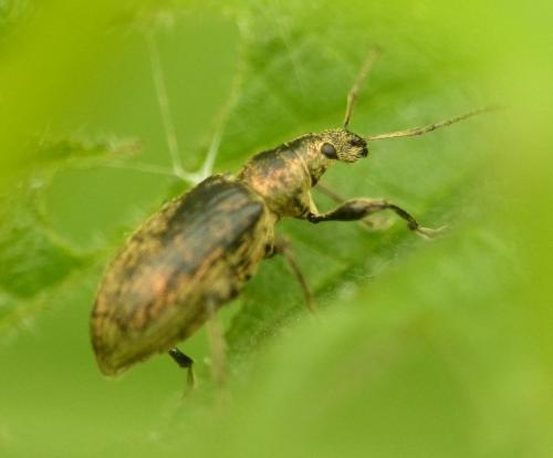 Phyllobius pyri