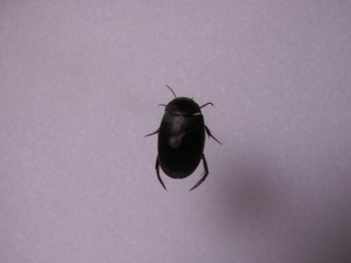 Agabus bipustulatus
