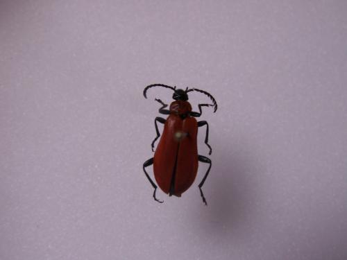 Réf. 121 063 : Pyrochroa coccinea